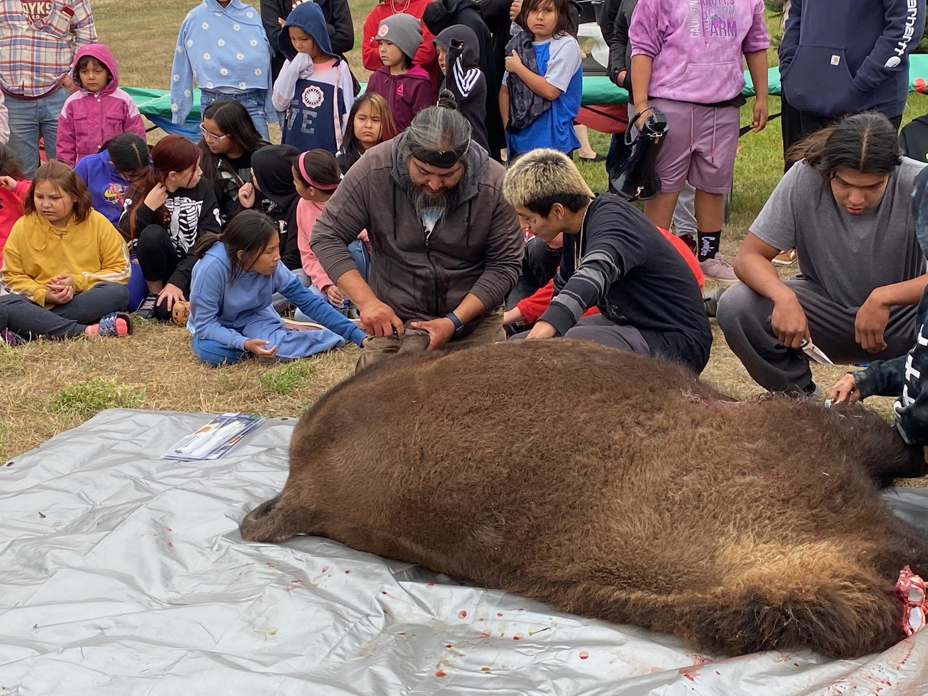 Buffalo kill demonstration